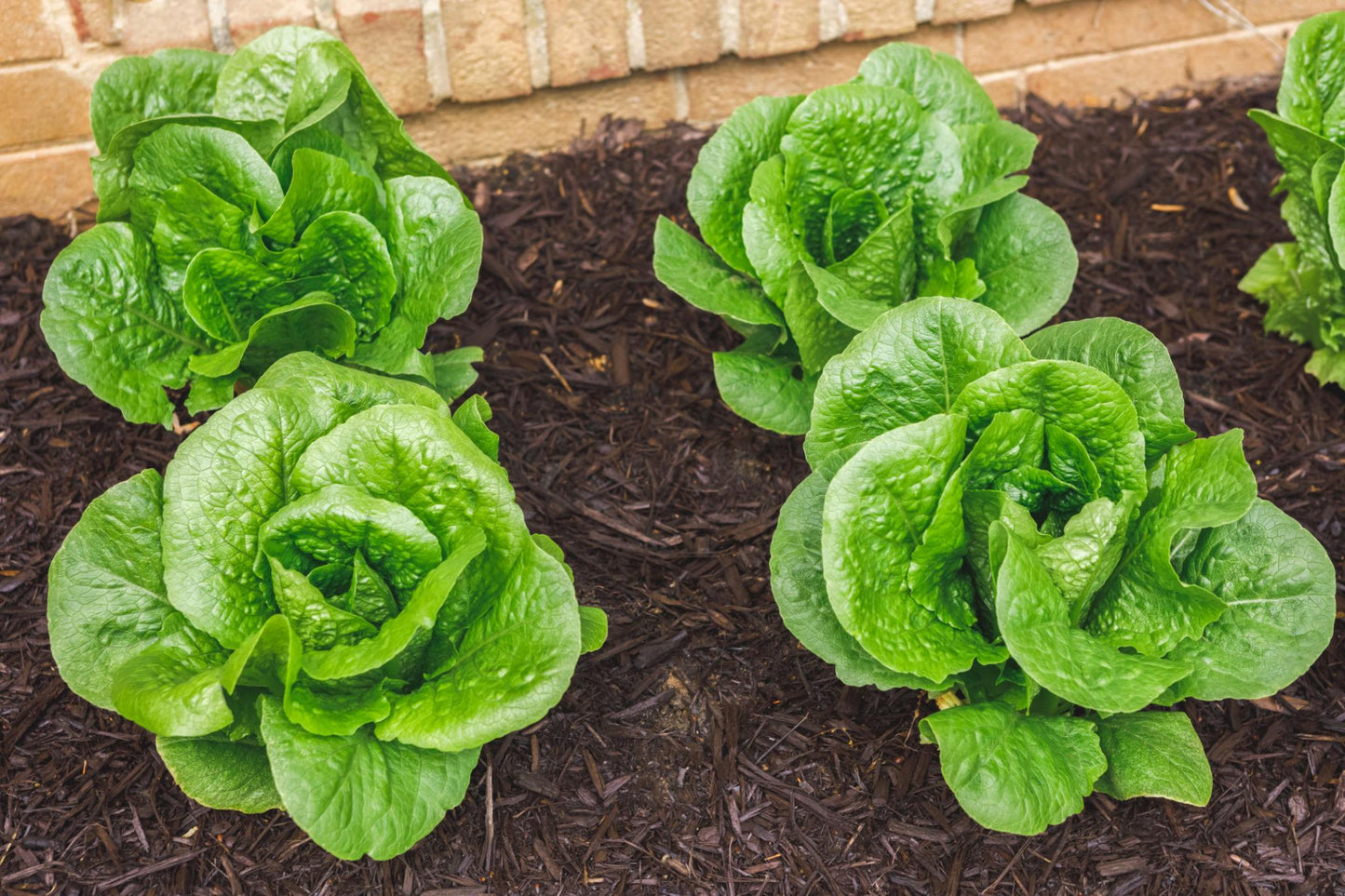 Lactuca Sativa (Cos Lettuce)