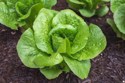 Lactuca Sativa (Cos Lettuce)