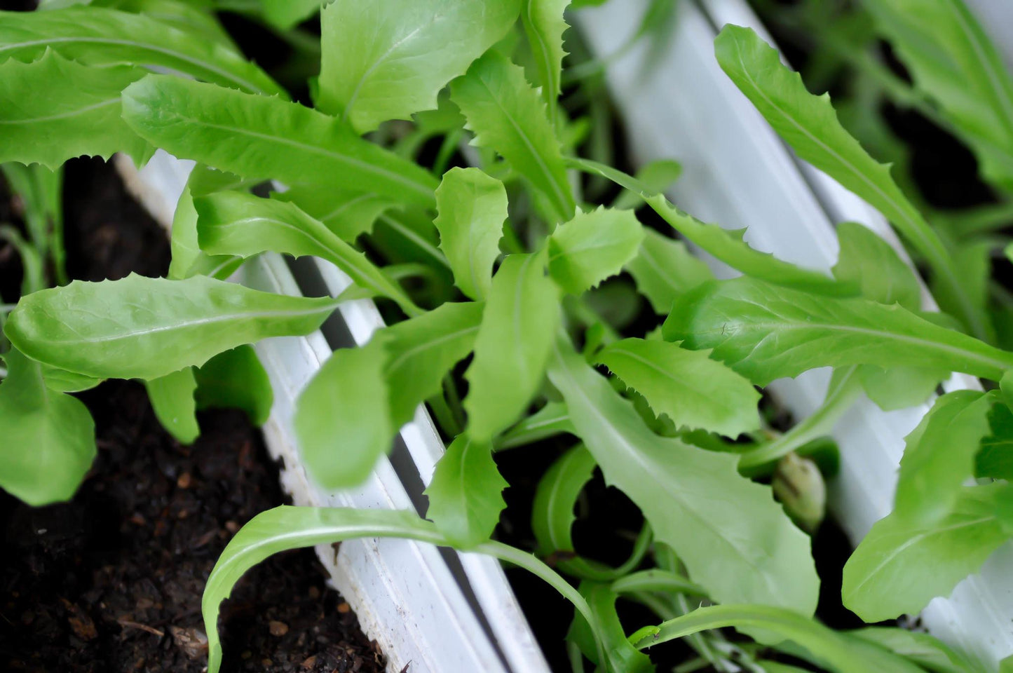 Lactuca Sativa (Cos Lettuce)