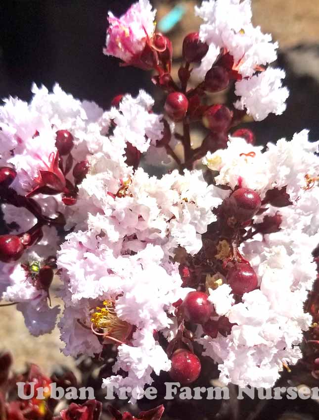 Lagerstroemia indica ‘Black Diamond Blush’ (Blush Crepe Myrtle)