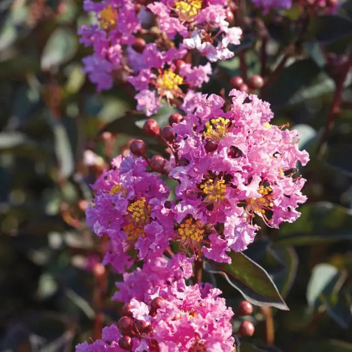 Lagerstroemia ‘Diamonds in the Dark® Lavender Lace’ – Crepe Myrtle