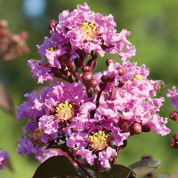 Lagerstroemia ‘Diamonds in the Dark® Lavender Lace’ – Crepe Myrtle