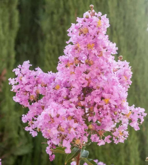 Lagerstroemia ‘Lipan’ (Crepe Myrtle)