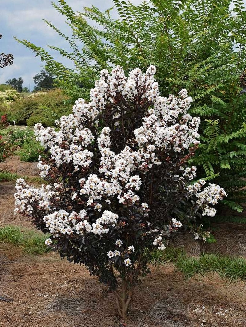 Lagerstroemia Indica ‘Diamonds In The Dark’ (Diamonds In The Dark Crepe Myrtle)