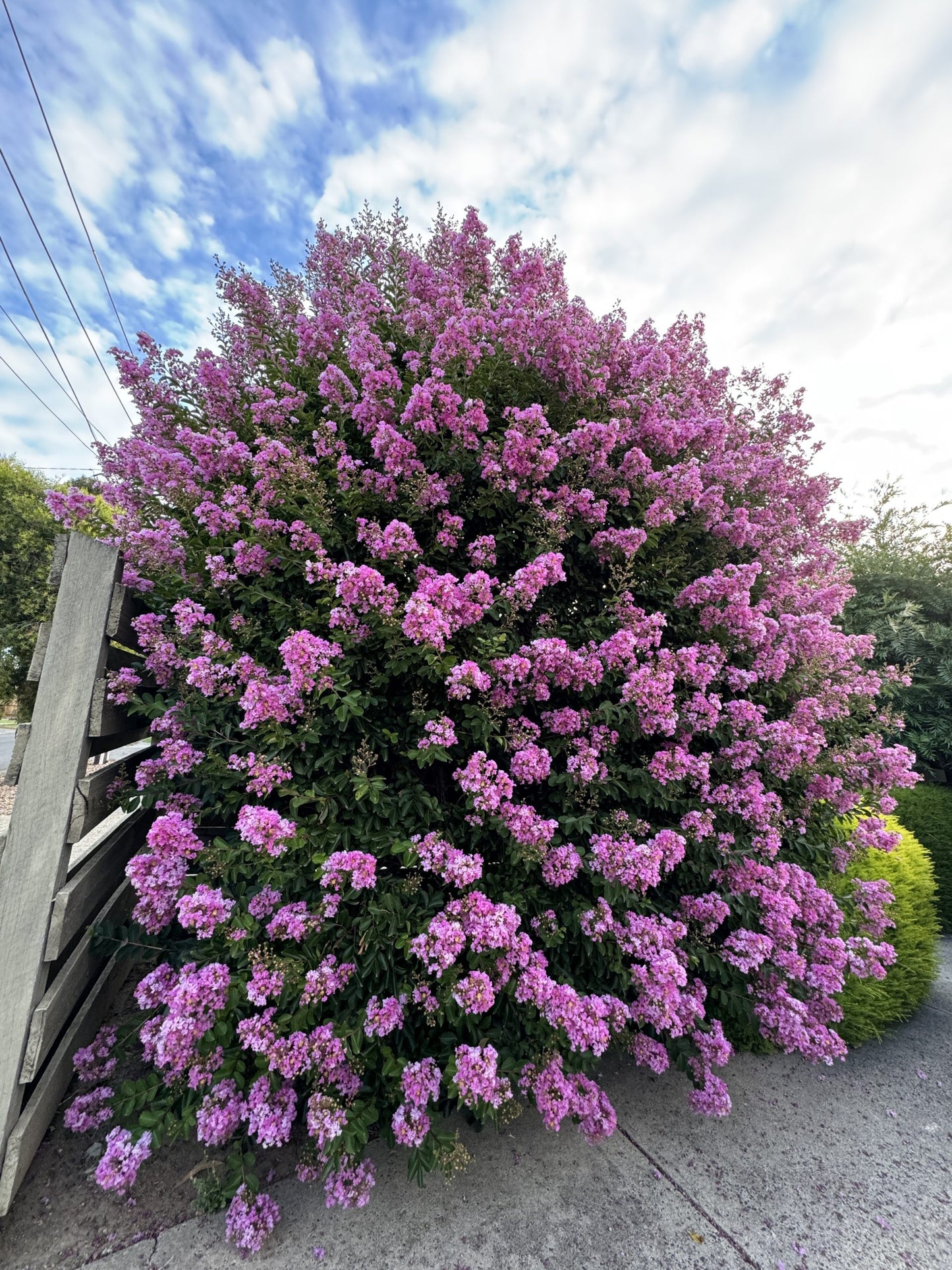 Lagerstroemia 'Zuni' (Zuni Crepe Myrtle)