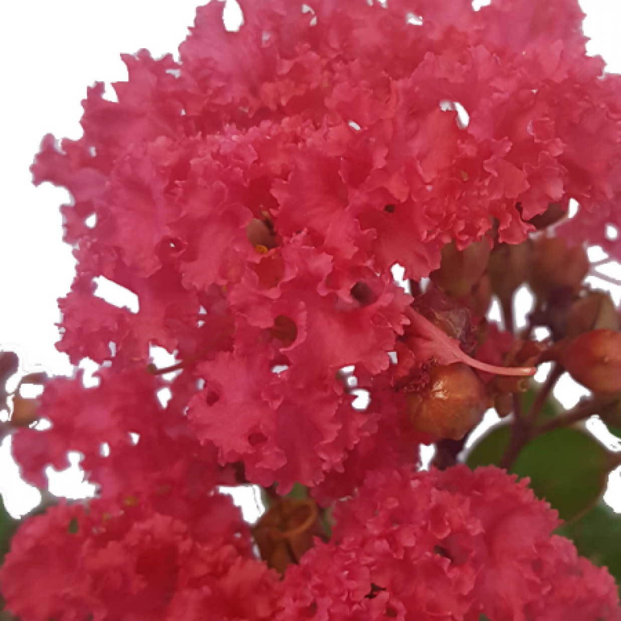 Lagerstroemia Indian Summer Crepe Myrtle