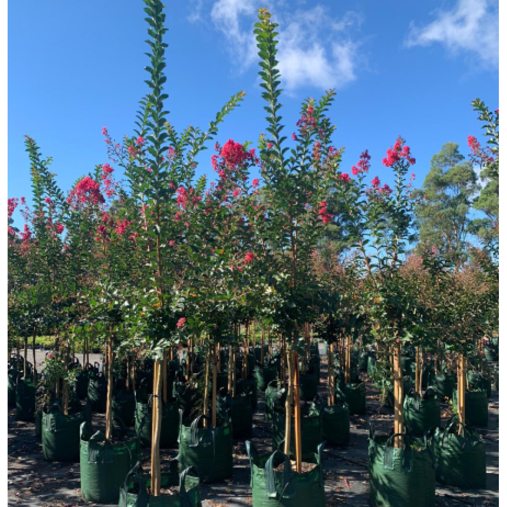 Lagerstroemia Indian Summer Crepe Myrtle