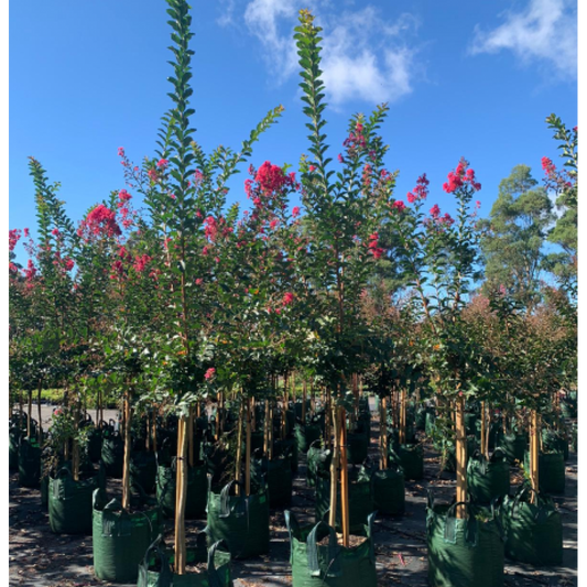 Lagerstroemia Indian Summer Crepe Myrtle