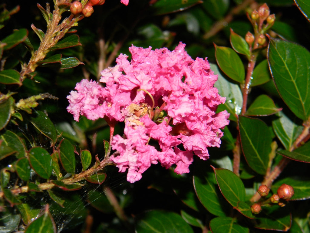 Lagerstroemia Indica (Crepe Myrtle)