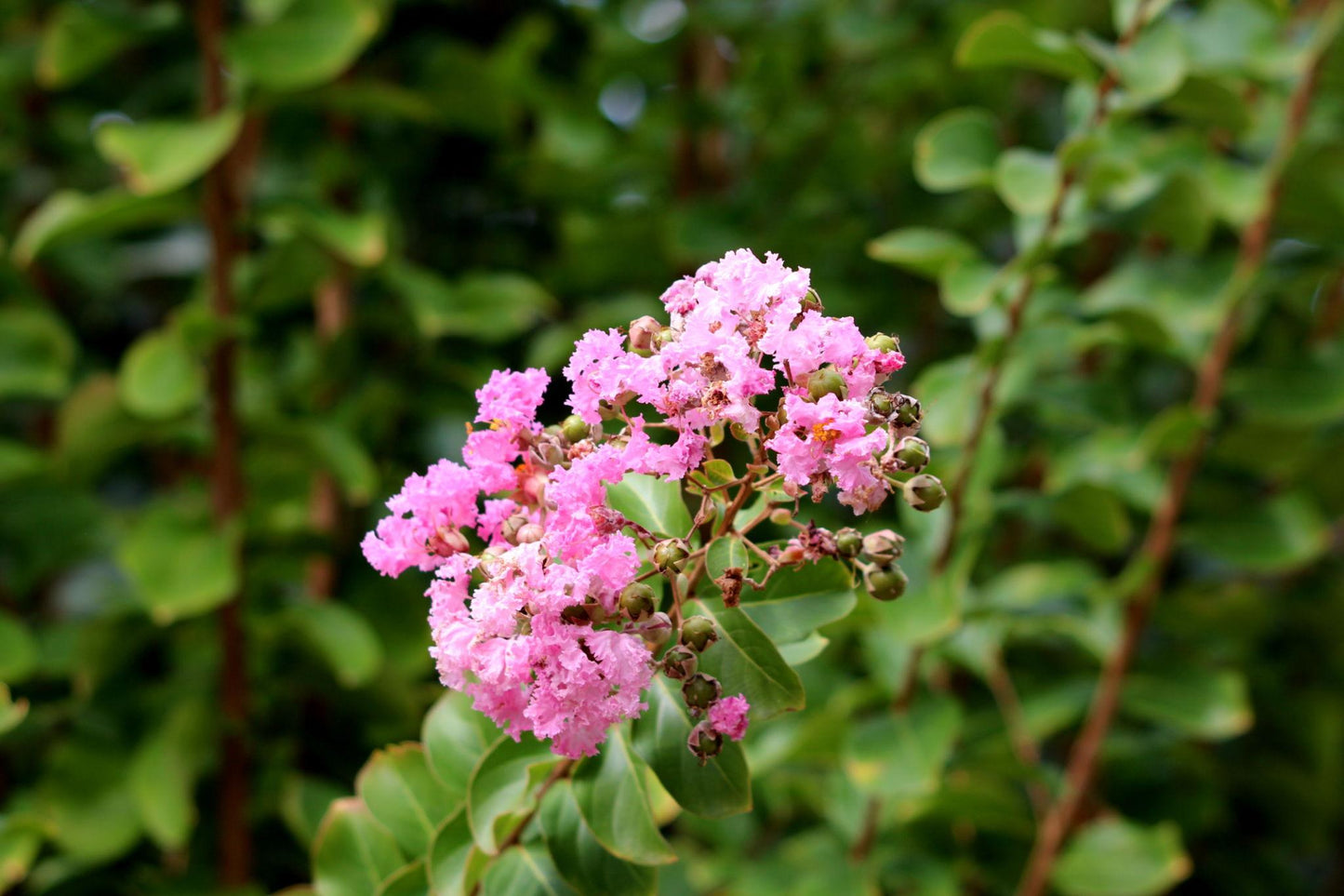 Lagerstroemia Indica (Crepe Myrtle)