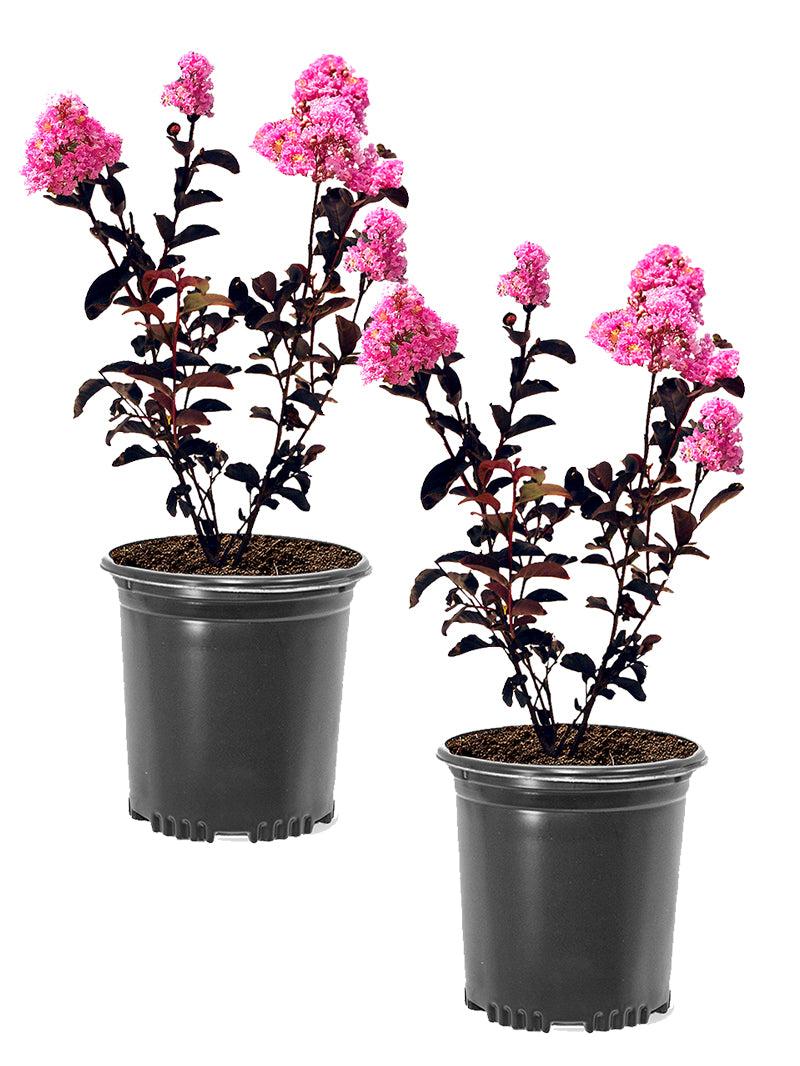 Lagerstroemia Indica ‘Diamonds In The Dark Shell Pink’ (Shell Pink Crepe Myrtle)