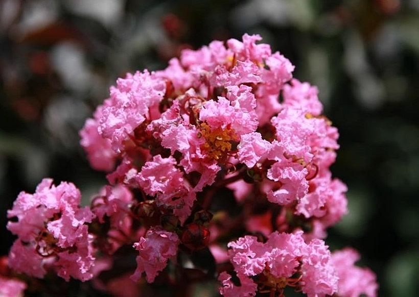 Lagerstroemia Indica ‘Diamonds In The Dark Shell Pink’ (Shell Pink Crepe Myrtle)