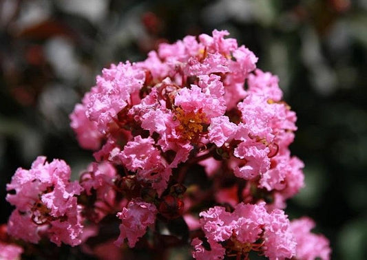 Lagerstroemia Indica ‘Diamonds In The Dark Shell Pink’ (Shell Pink Crepe Myrtle)