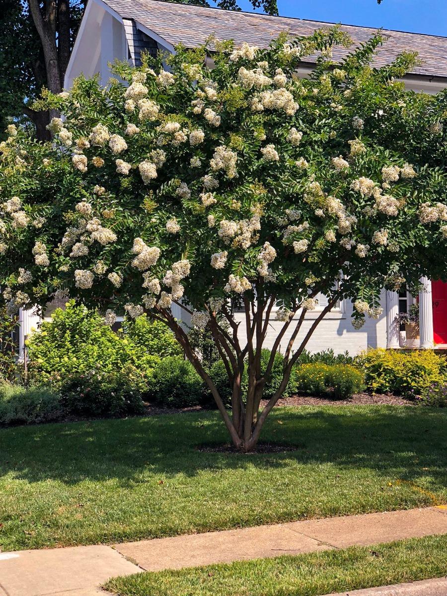 Lagerstroemia Indica ‘Natchez’ (White Flowering Natchez Crape Myrtle)