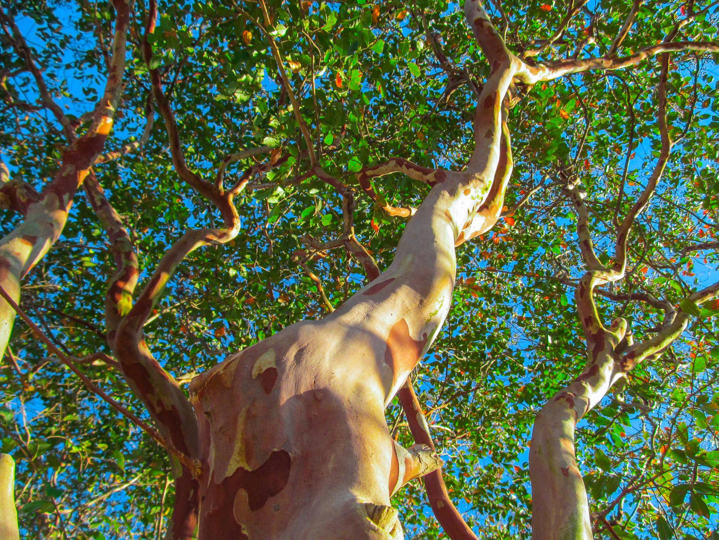 Lagerstroemia Indica ‘Natchez’ (White Flowering Natchez Crape Myrtle)