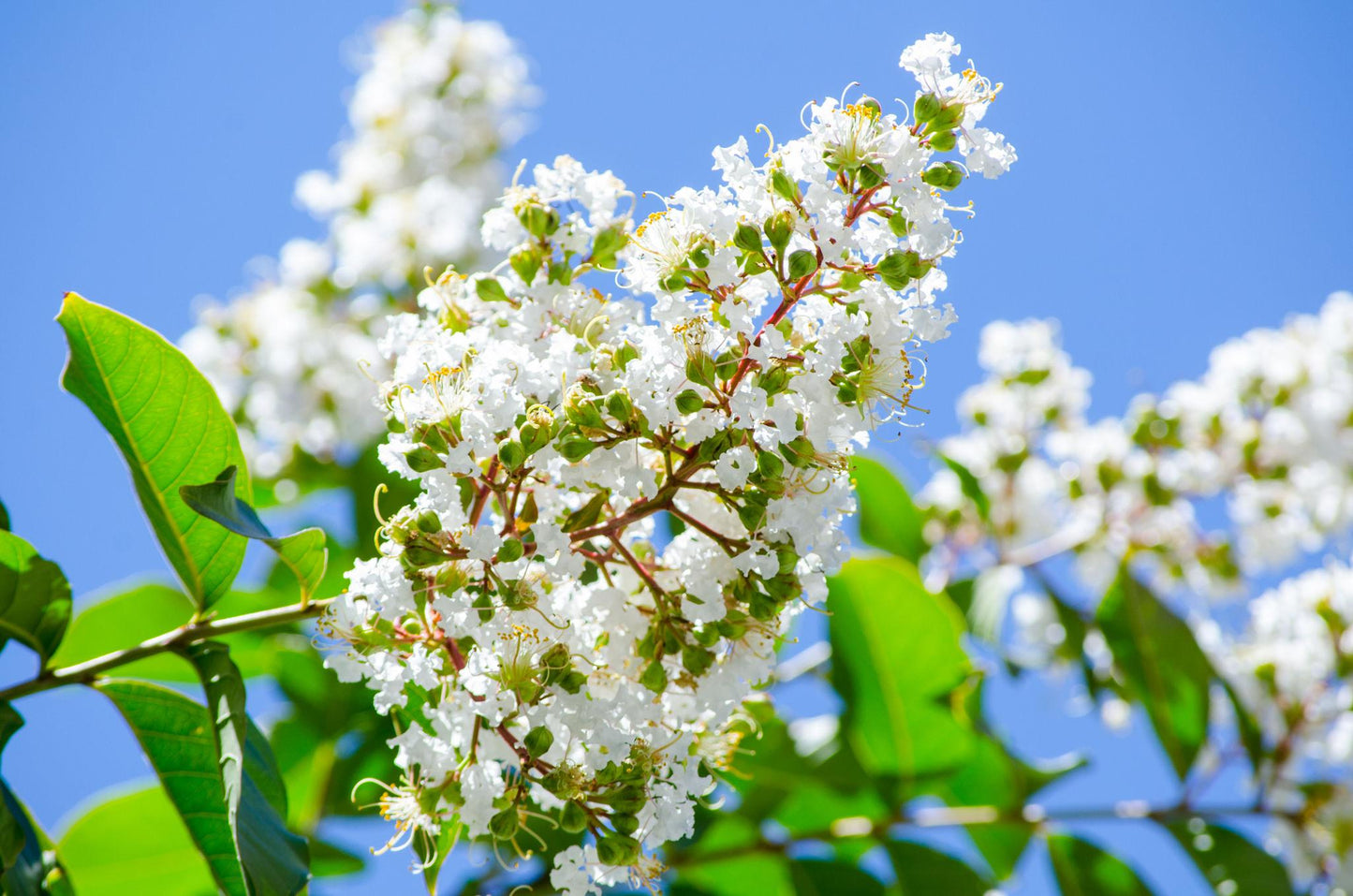 Lagerstroemia Indica ‘Natchez’ (White Flowering Natchez Crape Myrtle)