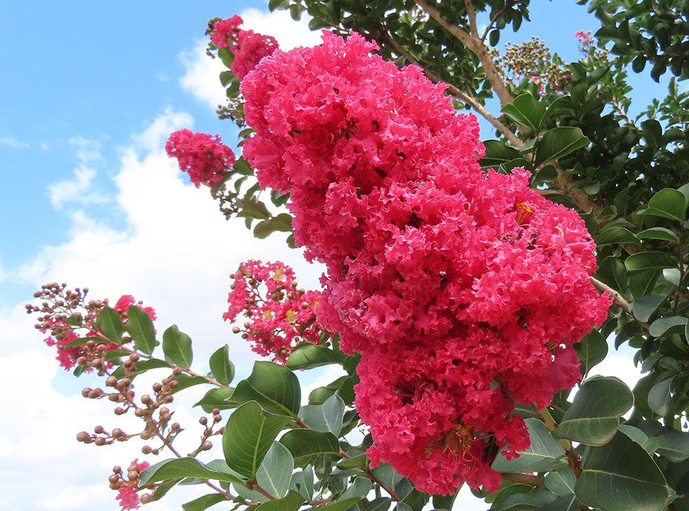 Lagerstroemia Indica ‘Tuscarora’ (Tuscarora Crepe Myrtle)