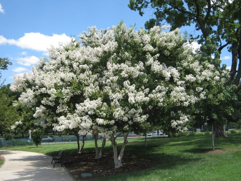 Lagerstroemia Indica × Fauriei ‘Natchez’ (Natchez Crepe Myrtle Bush Form)