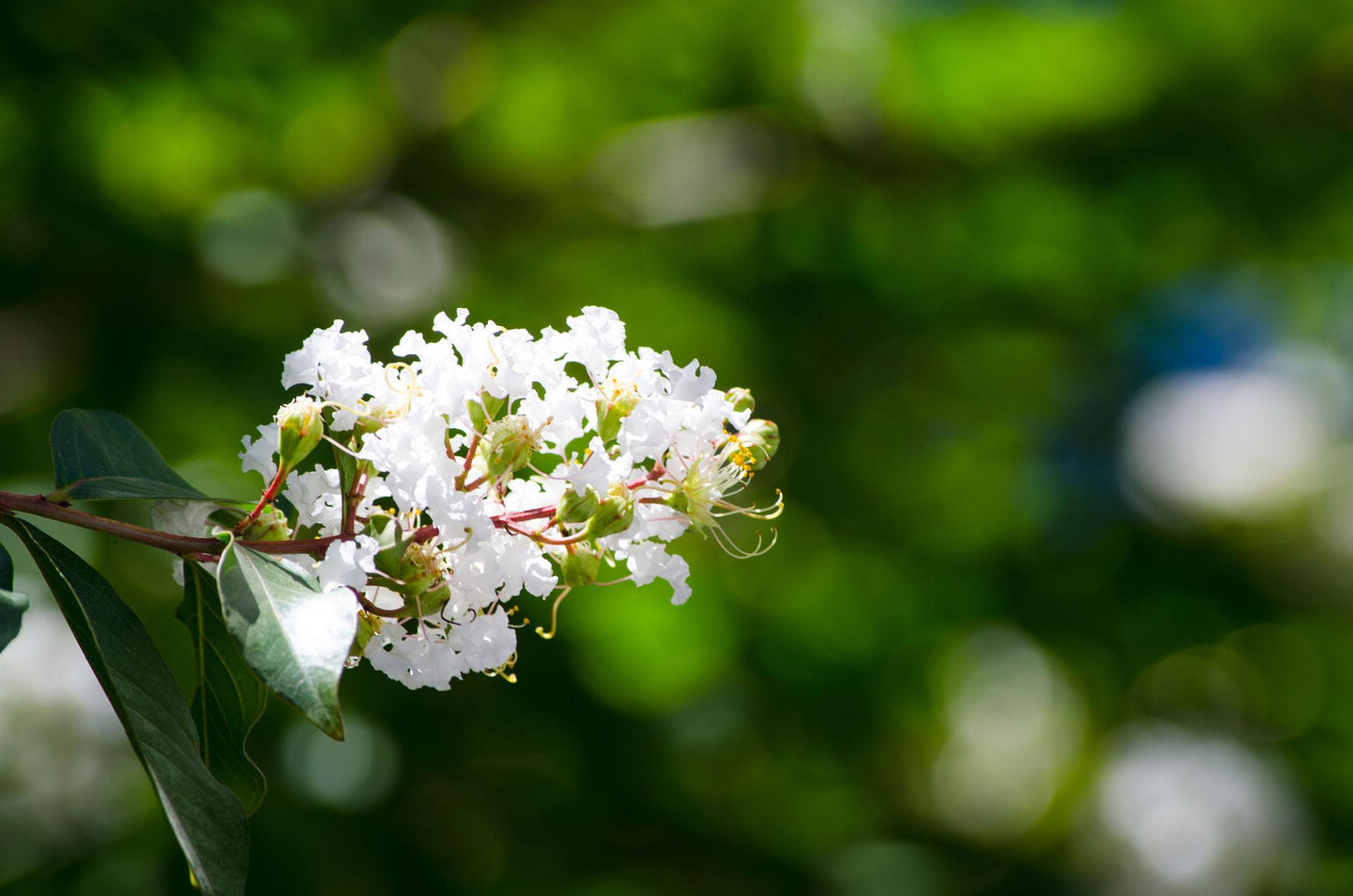 Lagerstroemia Indica × Fauriei ‘Natchez’ (Natchez Crepe Myrtle Bush Form)