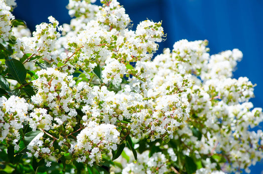 Lagerstroemia Indica × Fauriei ‘Natchez’ (Natchez Crepe Myrtle Multi Planted)