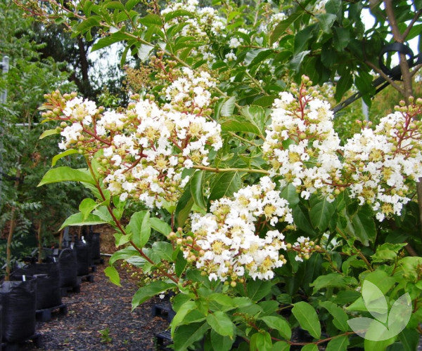 Lagerstroemia Indica × Fauriei ‘Natchez’ (Natchez Crepe Myrtle Multi Trunk)