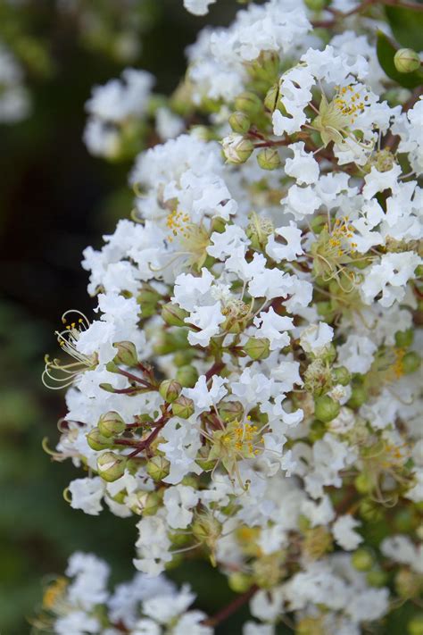 Lagerstroemia Indica × Fauriei ‘Natchez’ (Natchez Crepe Myrtle Multi Trunk)