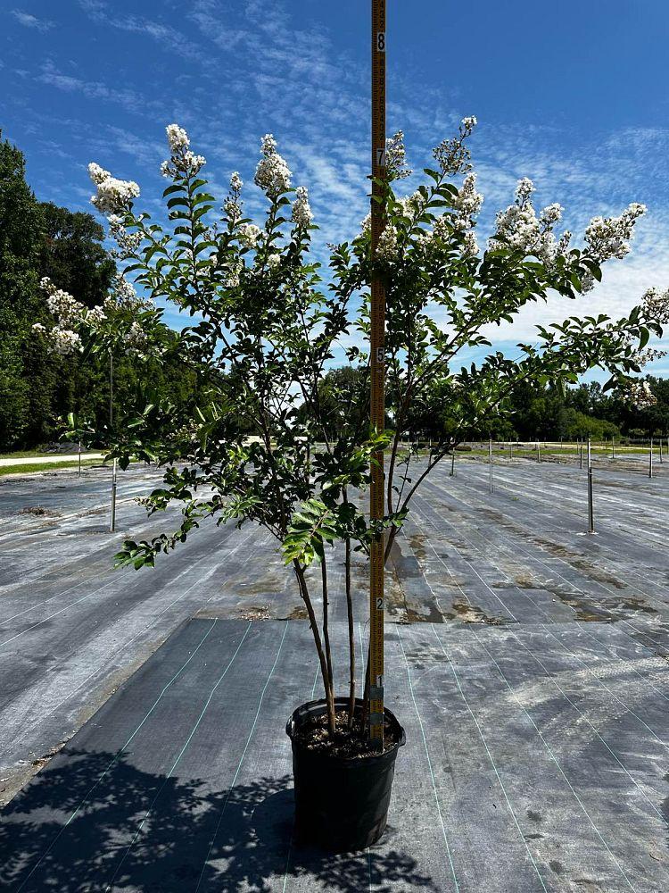 Lagerstroemia Indica × Fauriei ‘Natchez’ (Natchez Crepe Myrtle Standard)