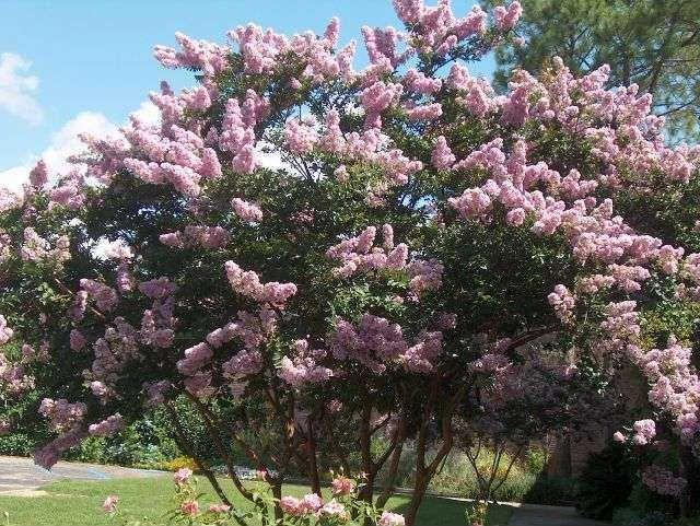 Lagerstroemia Yuma Crepe Myrtle
