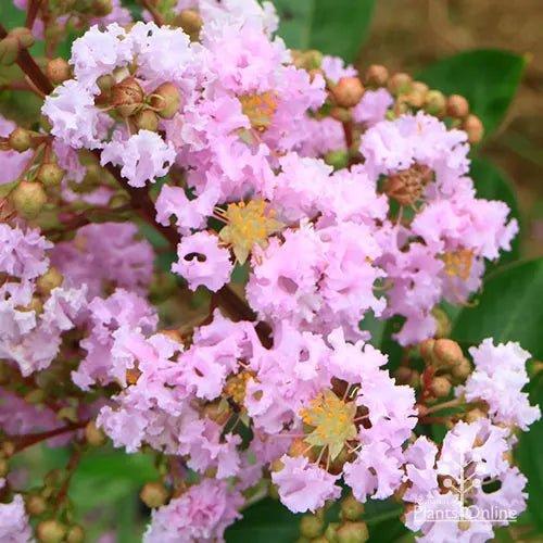 Lagerstroemia Yuma Crepe Myrtle