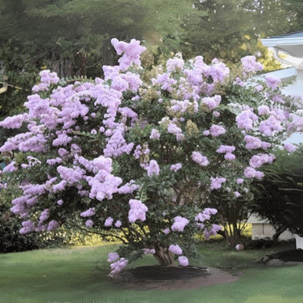 Lagerstroemia Yuma Crepe Myrtle