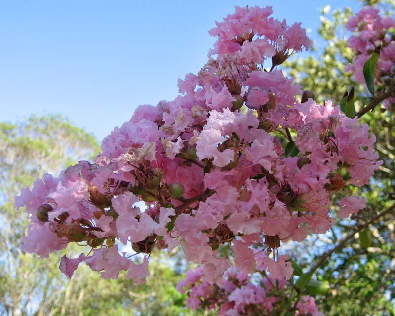 Lagerstroemia Yuma Crepe Myrtle