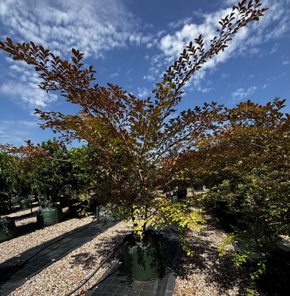 Lagerstroemia 'Acoma' (Crepe Myrtle Acoma)