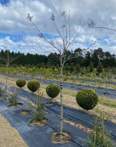 Lagerstroemia Indica 'Biloxi' (Crepe Myrtle 'Biloxi')