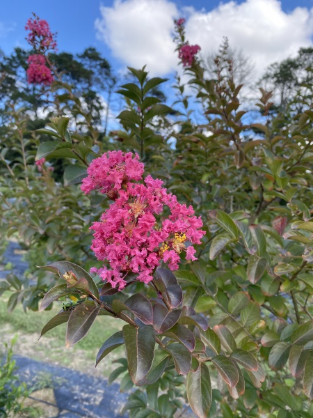 Lagerstroemia 'Comanche' (Comanche Crepe Myrtle)