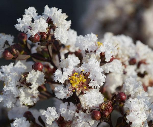 Lagerstroemia 'Diamonds In The Dark Pure White' (Pure White Crepe Myrtle)