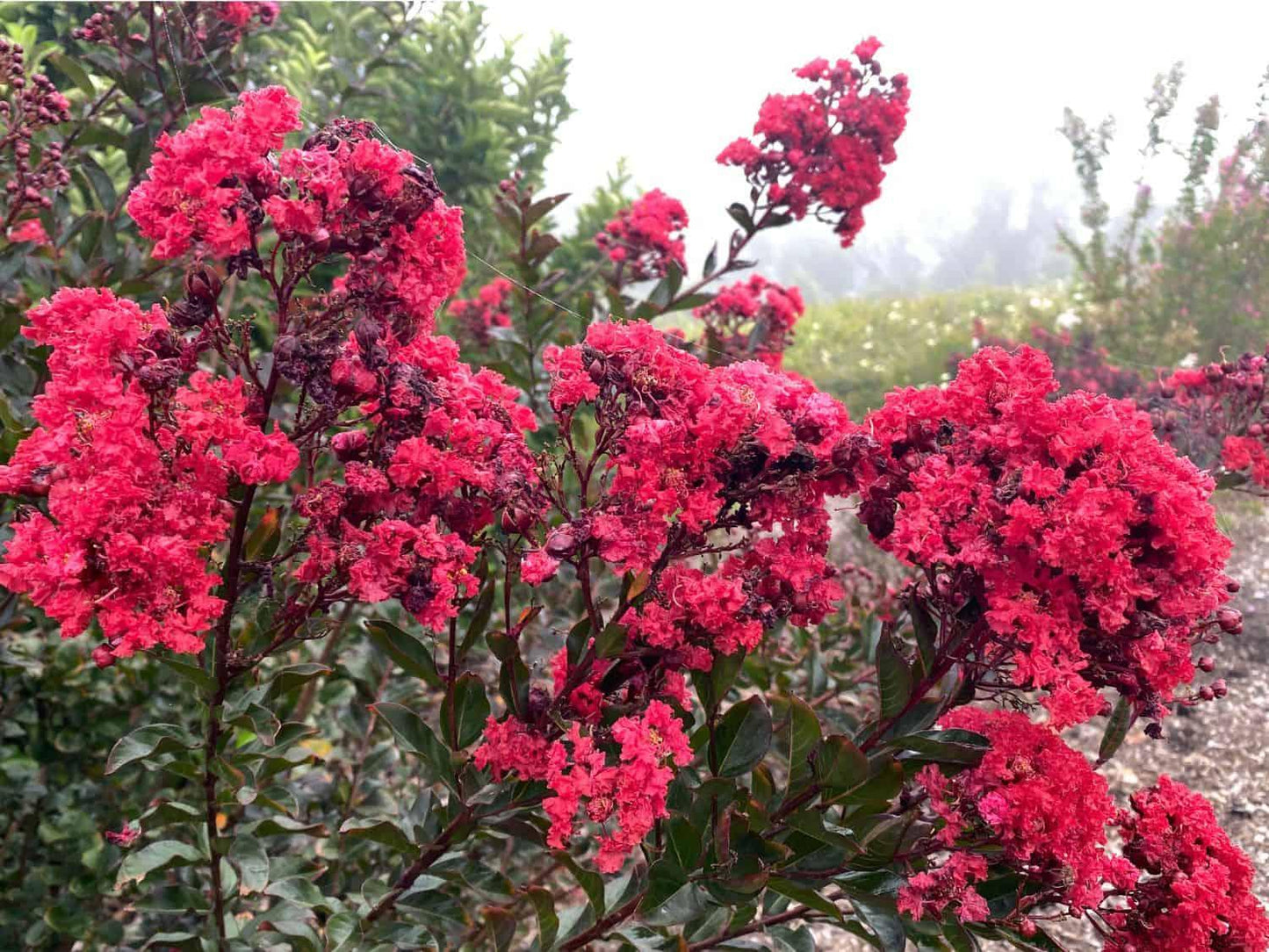 Lagerstroemia Spp. ‘CM01’ Grande Red™ (Grande Red™ Crepe Myrtle)