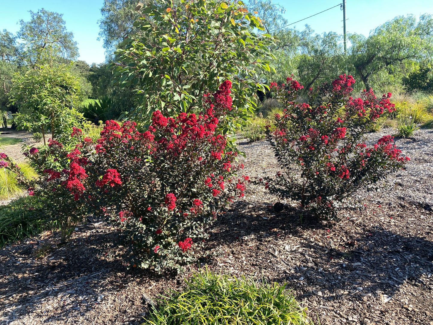 Lagerstroemia Spp. ‘CM01’ Grande Red™ (Grande Red™ Crepe Myrtle)