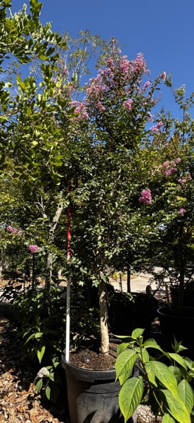 Lagerstroemia ‘Lipan’ (Crepe Myrtle)