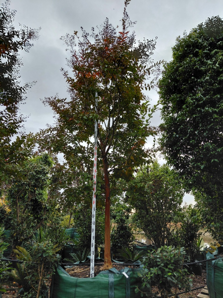 Lagerstroemia Natchez (Crepe Myrtle)