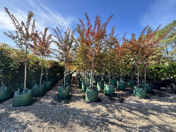 Lagerstroemia Natchez (Crepe Myrtle)