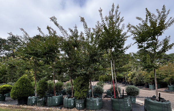 Lagerstroemia Natchez (Crepe Myrtle)