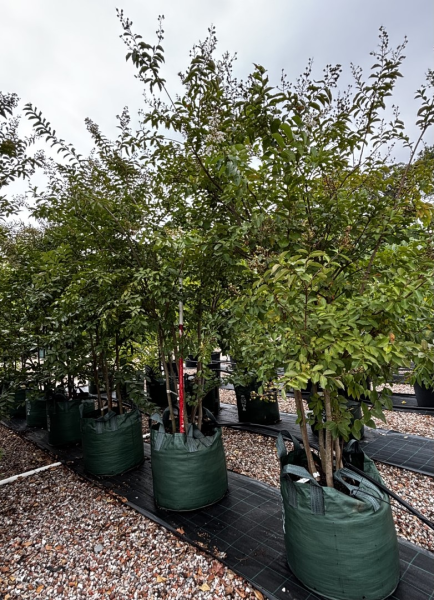 Lagerstroemia Indica × Fauriei ‘Natchez’ (Natchez Crepe Myrtle Multi Planted)