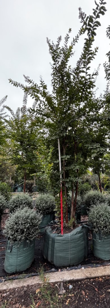 Lagerstroemia Indica × Fauriei ‘Natchez’ (Natchez Crepe Myrtle Multi Planted)