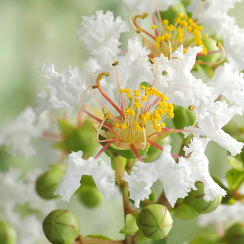 Lagerstroemia ‘Natchez’ (White Crepe Myrtle)