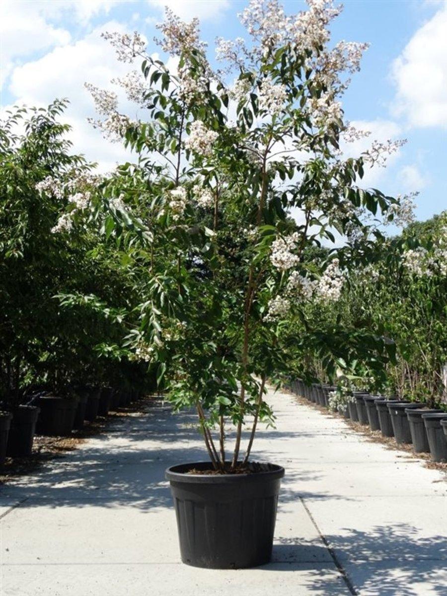 Lagerstroemia ‘Natchez’ (White Crepe Myrtle)