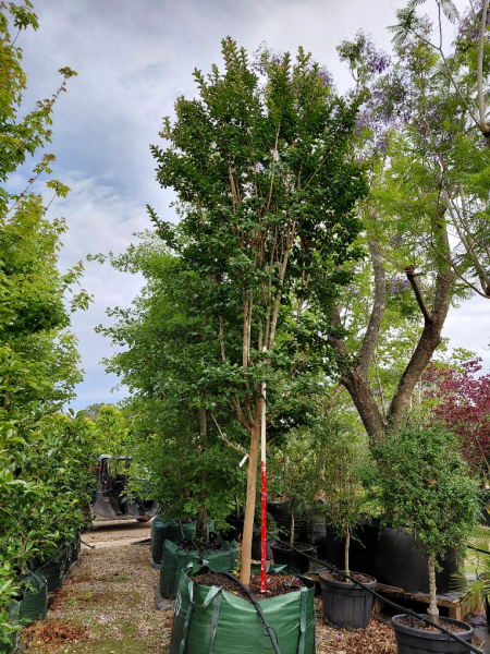 Lagerstroemia Indica ‘Sioux’ (Crepe Myrtle ‘Sioux’)