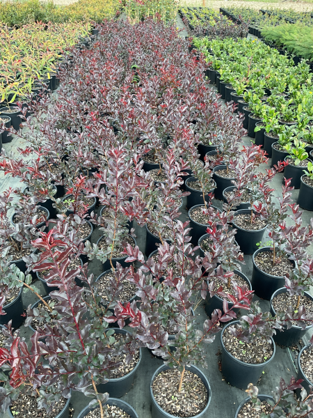 Lagerstroemia Spp. ‘CM01’ Grande Red™ (Grande Red™ Crepe Myrtle)