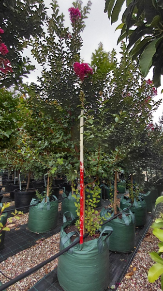 Lagerstroemia Tonto (Crepe Myrtle Tonto)