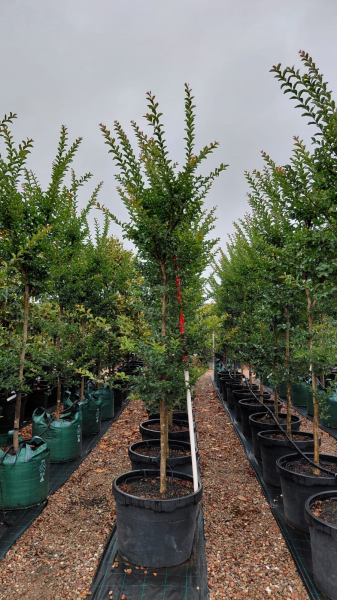 Lagerstroemia Indica (Crepe Myrtle Tuscarora)