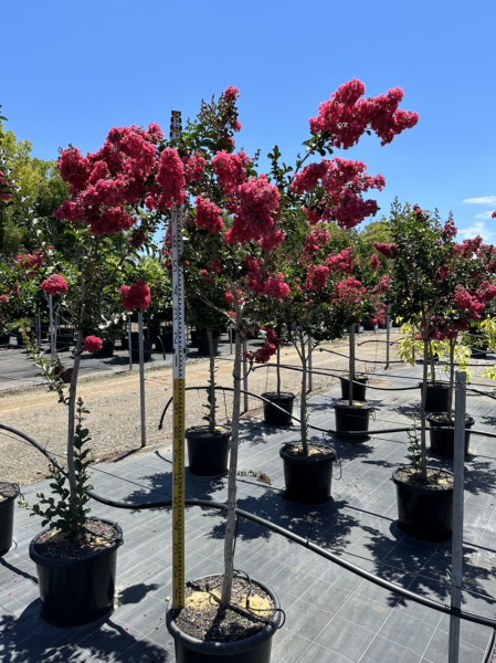 Lagerstroemia 'Tuscarora' (Tuscarora Crepe Myrtle)